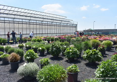 De trials buiten bij Syngenta Flowers